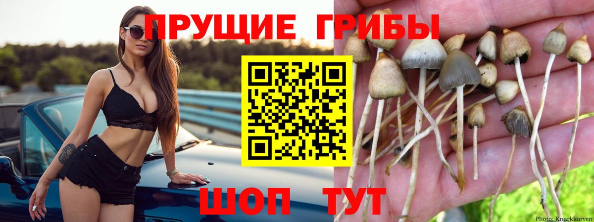 Псилоцибиновые грибы прущие грибы Изобильный
